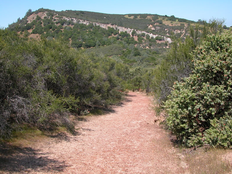Chaparral