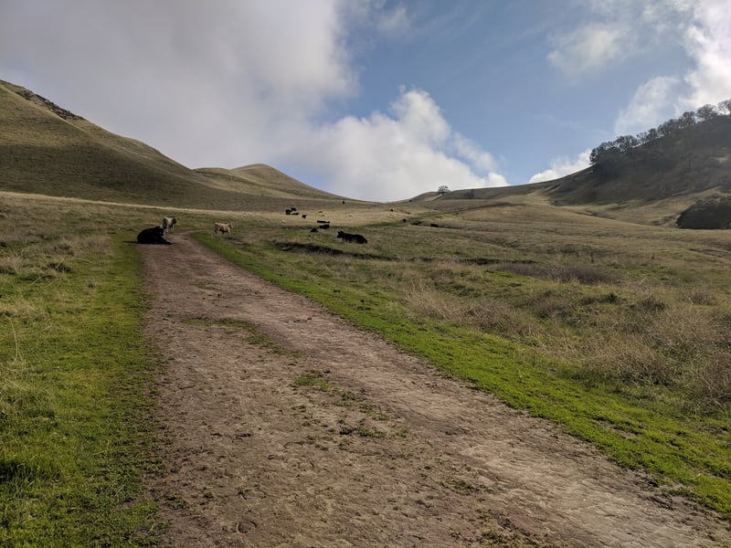 Climbing through cow country
