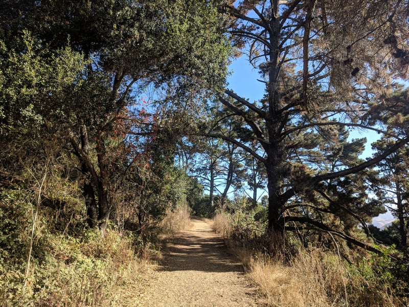 Pines and oaks along the path