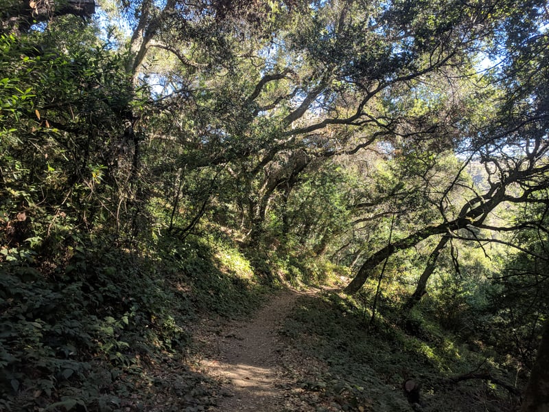 So steep the trees are crooked