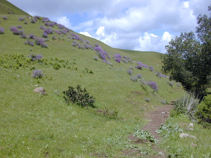 Lupines <i>(Lupinus)</i>