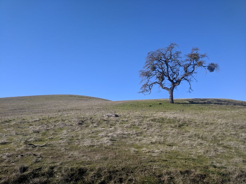 Oak in grassland