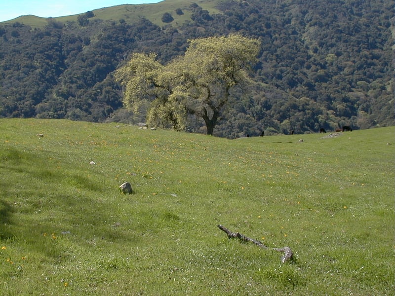 Newly leafed-out oak <i>(Quercus)</i> and hill to the west