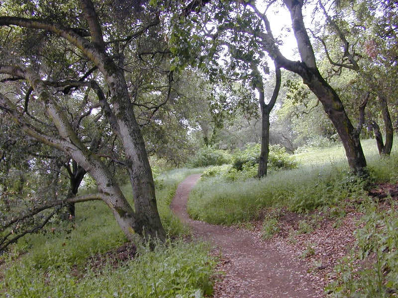 Climbing through mixed woods