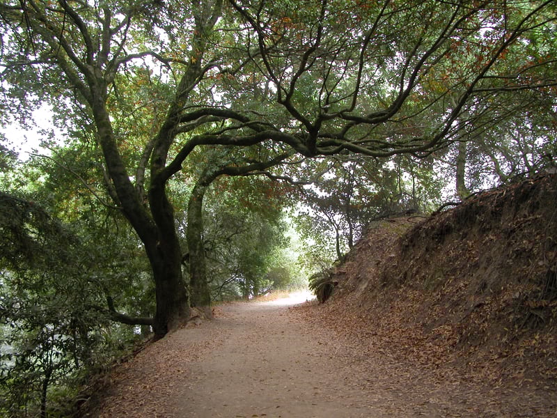Bigleaf maples <i>(Acer macrophyllum)</i>