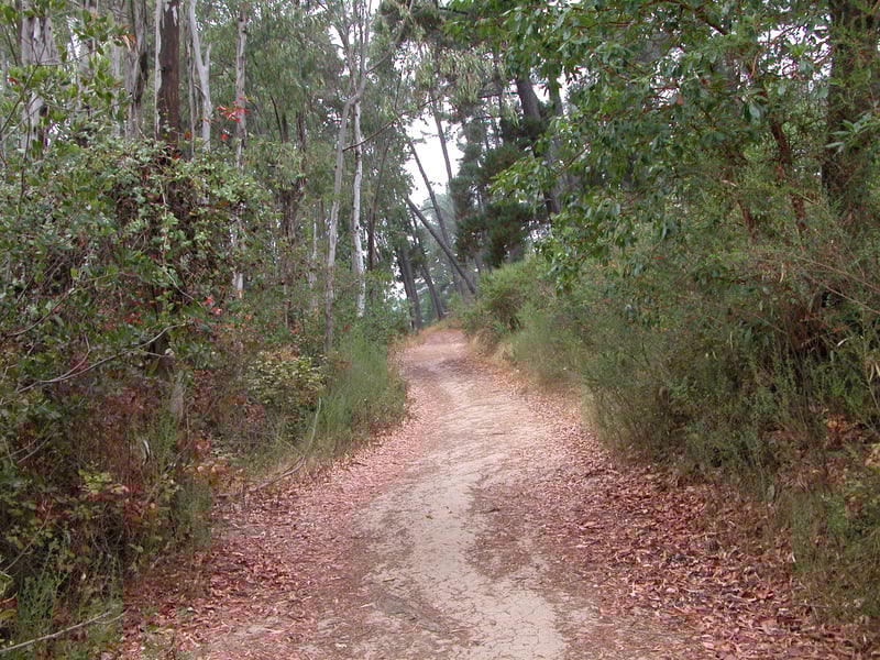 Poison oak <i>(Toxicodendron diversilobum)</i> brightening the woods