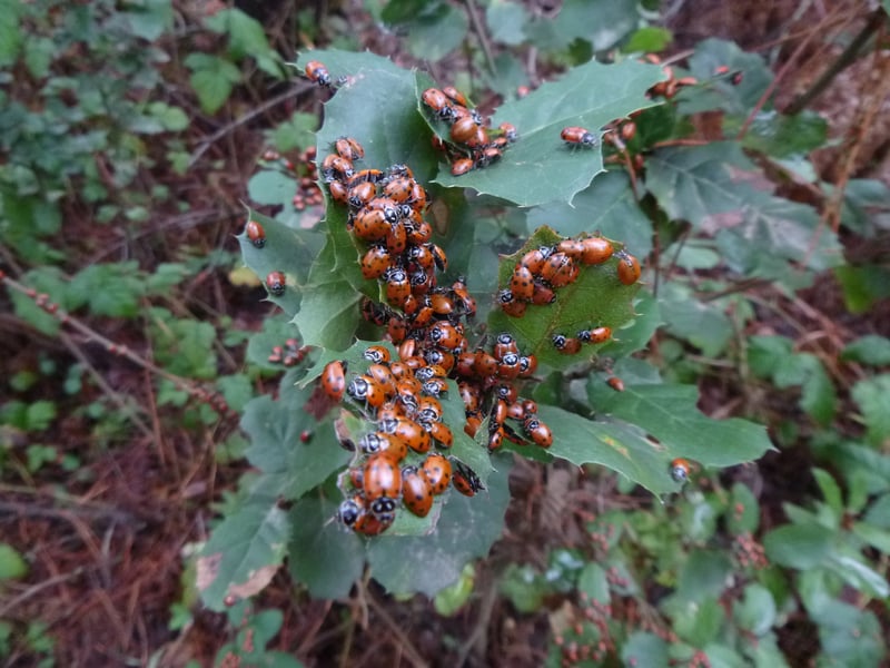 Ladybugs <i>(Hippodamia convergens)</i>