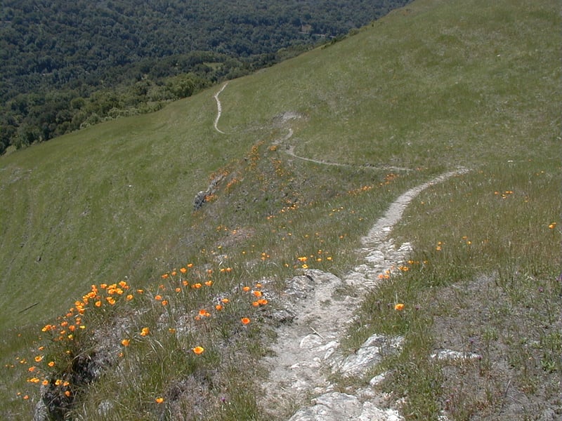 California poppies <i>(Eschscholzia californica)</i> blooming along trail