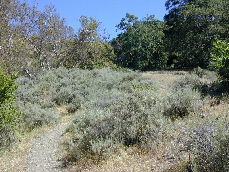Weaving through California sagebrush <i>(Artemisia californica)</i>