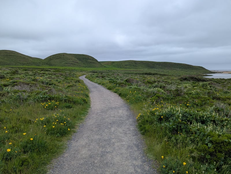 Spring green along the path