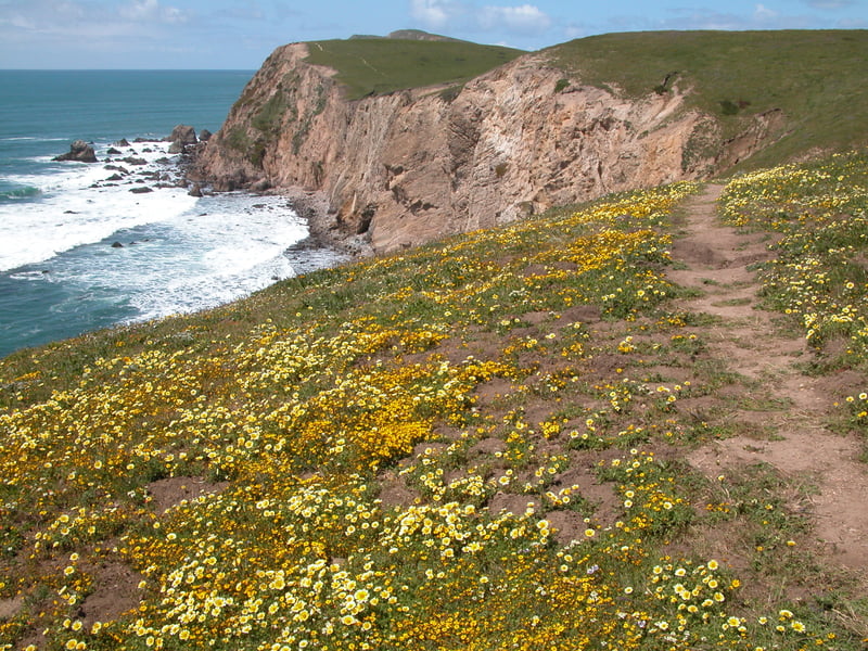 Goldfields <i>(Lasthenia californica)</i> and tidytips <i>(Layia platyglossa)</i> on a bluff overlooking the ocean