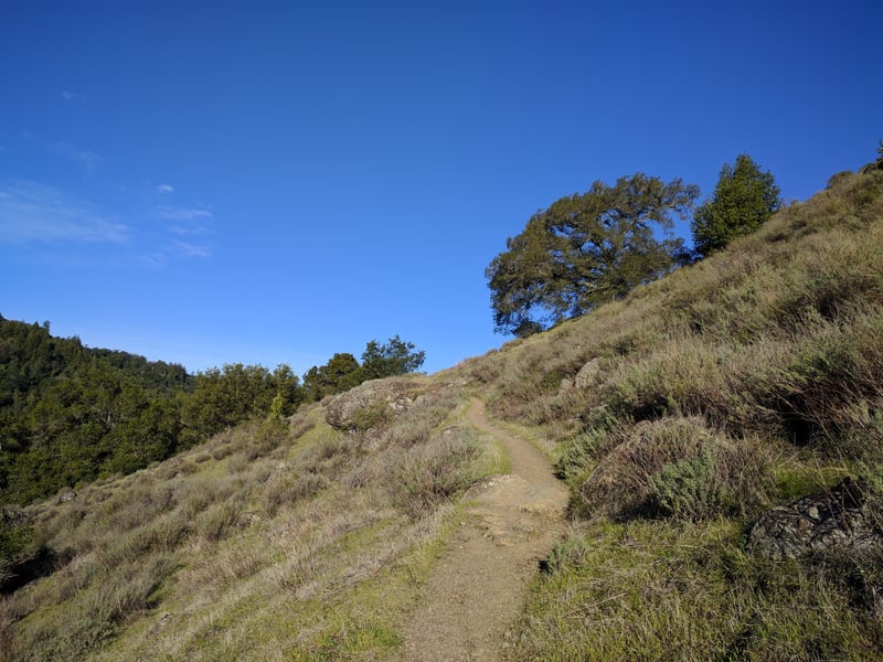 Sagebrush <i>(Artemisia californica)</i> in grassland