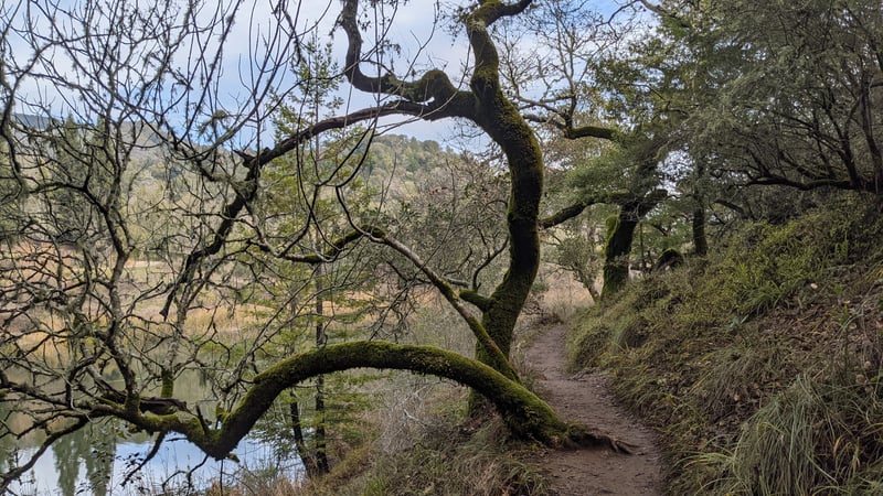 Gnarled oak above Phoenix Lake