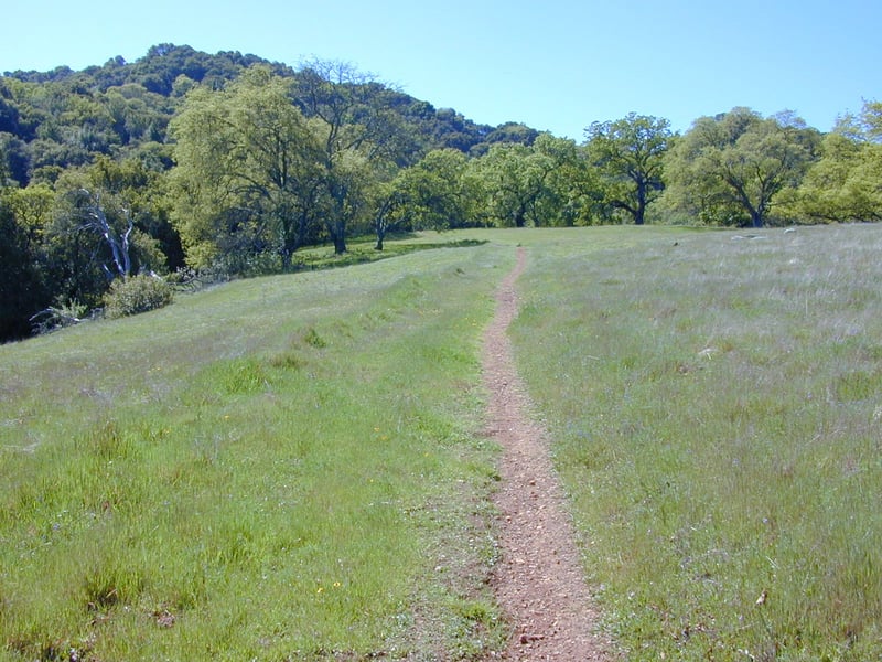 Grassy prelude to a climb through the woods