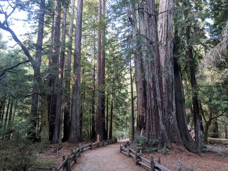 Redwood <i>(Sequoia sempervirens)</i> forest