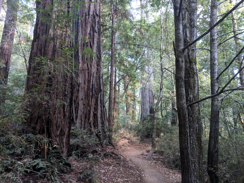 Redwood <i>(Sequoia sempervirens)</i>, Douglas fir <i>(Pseudotsuga menziesii)</i>, tanoak <i>(Notholithocarpus densiflorus)</i>, and huckleberry <i>(Vaccinium ovatum)</i> forest