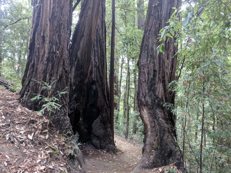 Redwoods <i>(Sequoia sempervirens)</i> and tanoaks <i>(Notholithocarpus densiflorus)</i>