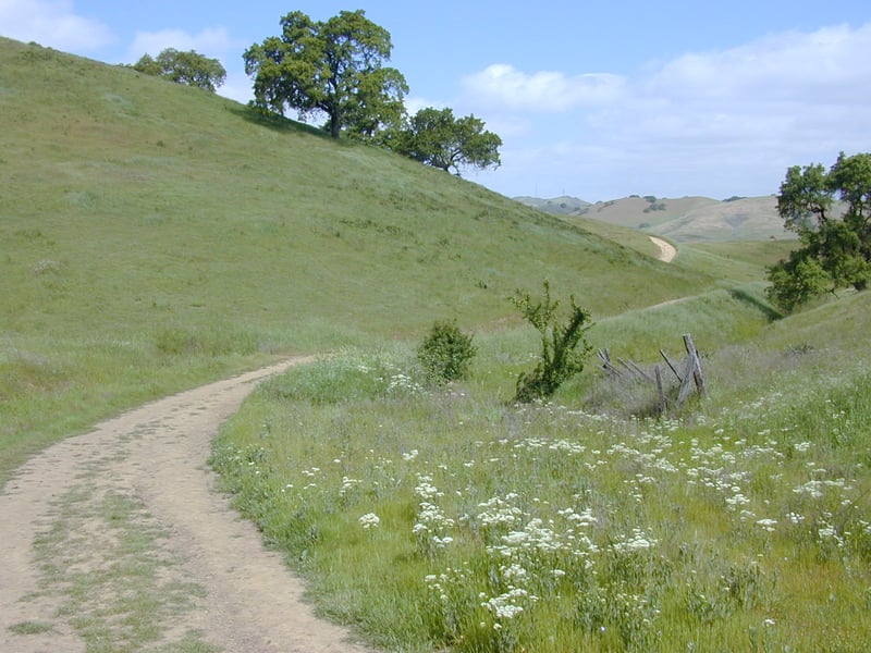 Oak-dotted grassland in spring