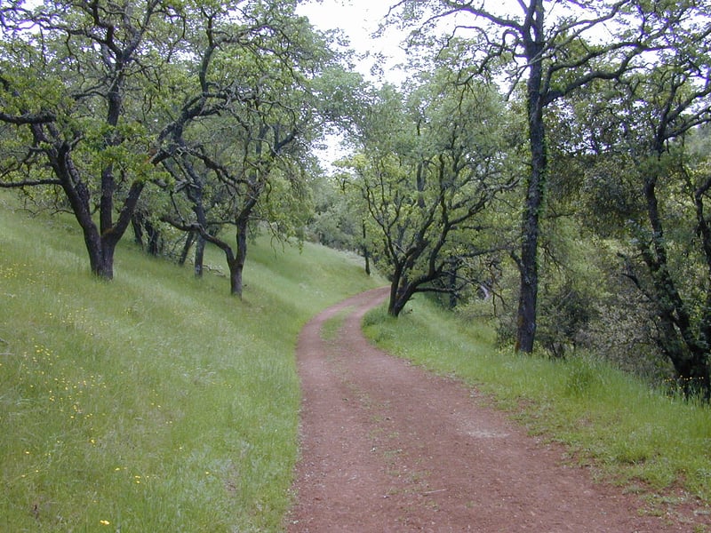 Fresh leaves on oaks