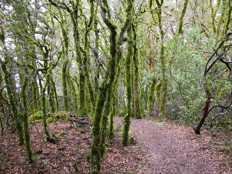 Moss covered tanoaks <i>(Notholithocarpus densiflorus)</i>