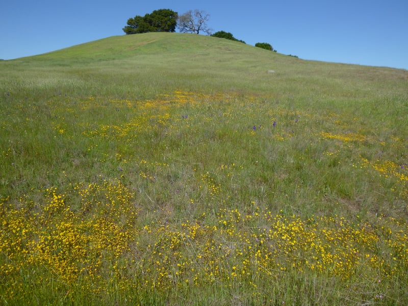 Goldfields <i>(Lasthenia californica)</i> and larkspur <i>(Delphinium variegatum)</i> on grassy hillside