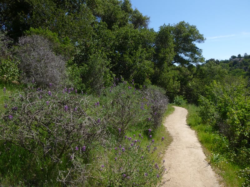 Purple bush lupine