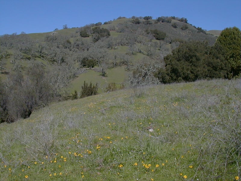 Hills in spring