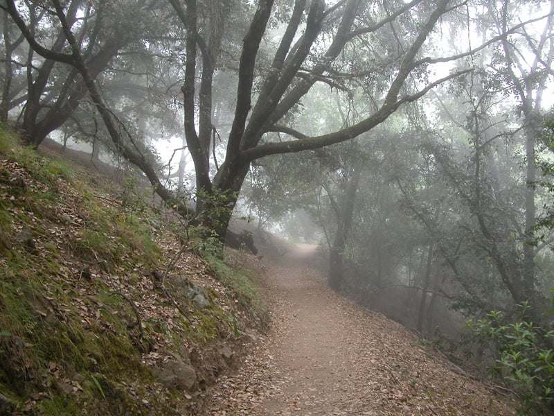 Fog