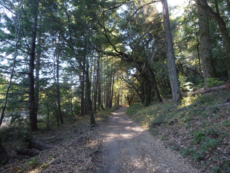 Woods