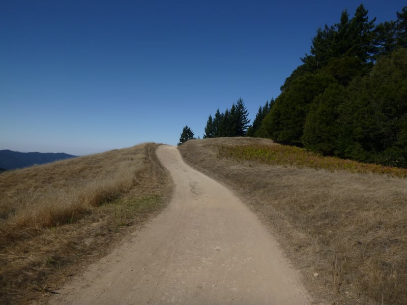 Along the ridge