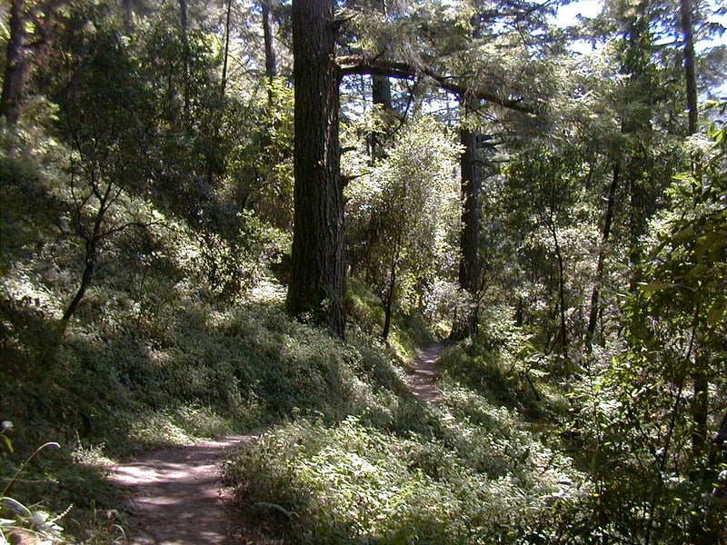 Beautiful forest