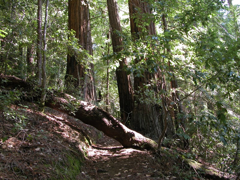 Fallen tree