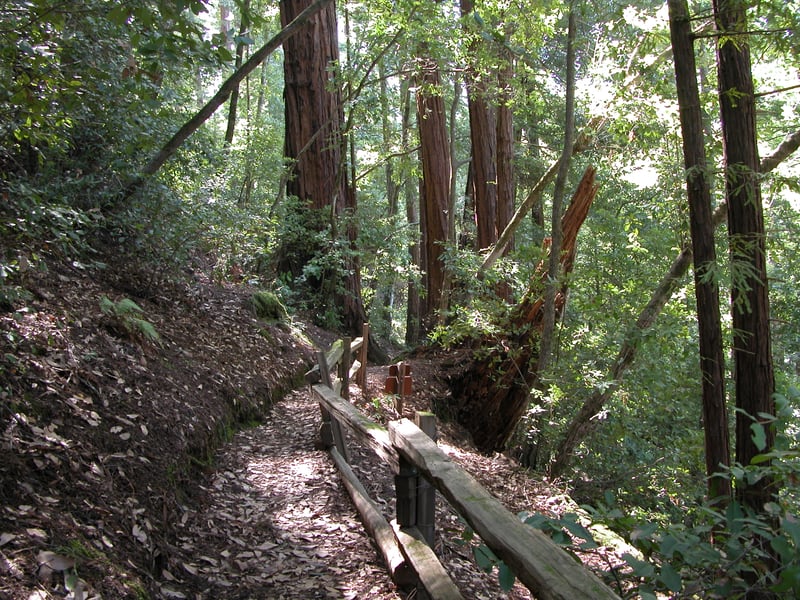 Redwood <i>(Sequoia sempervirens)</i>