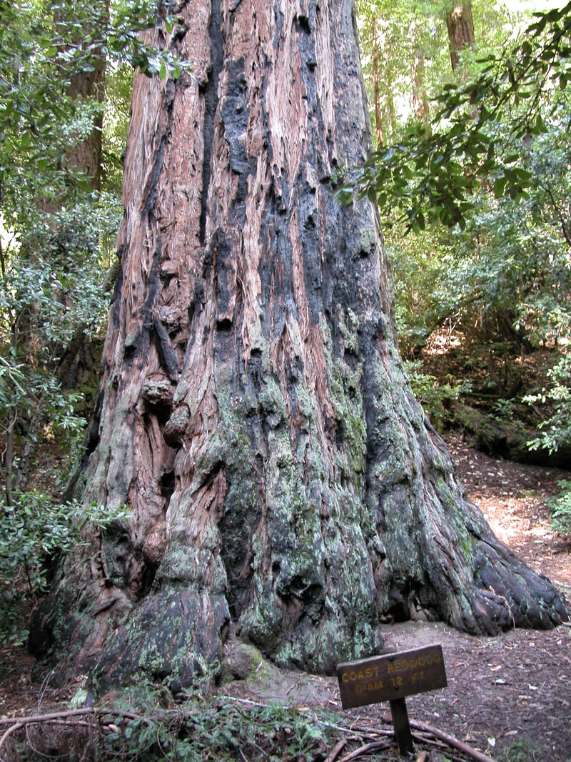 Big old redwood <i>(Sequoia sempervirens)</i>