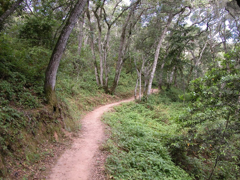 Woods