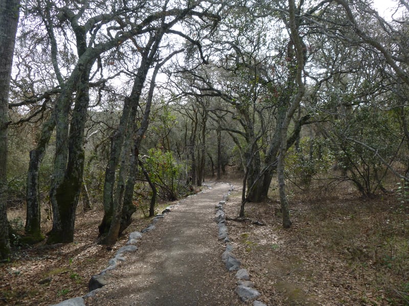 Blue oak <i>(Quercus douglasii)</i> runway