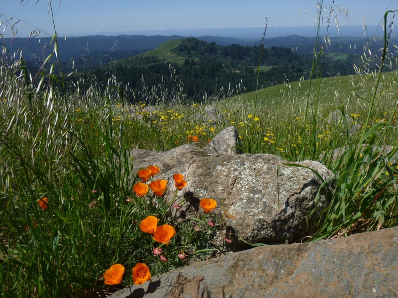 California poppy <i>(Eschscholzia californica)</i> and view to Midego Hill