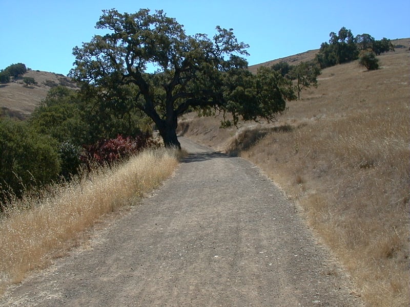 Valley oak <i>(Quercus lobata)</i>