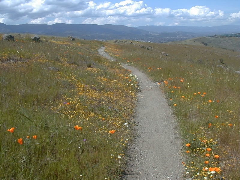 Wildflowers in grassland