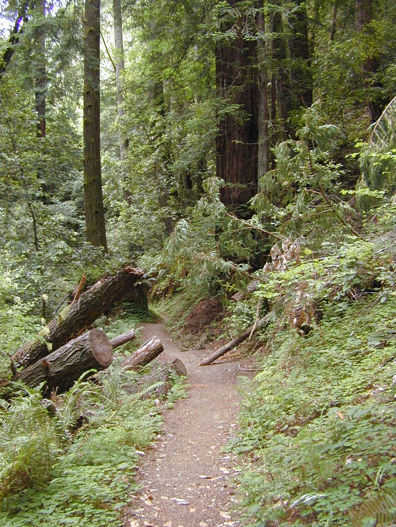 Passing through big trees