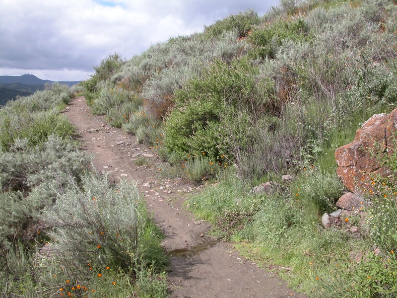 Climbing through chaparral, with Mount Umunhum in the distance