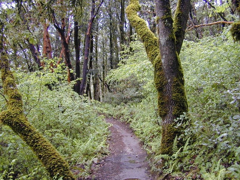 Moss covered trunks and madrones <i>(Arbutus menziesii)</i>