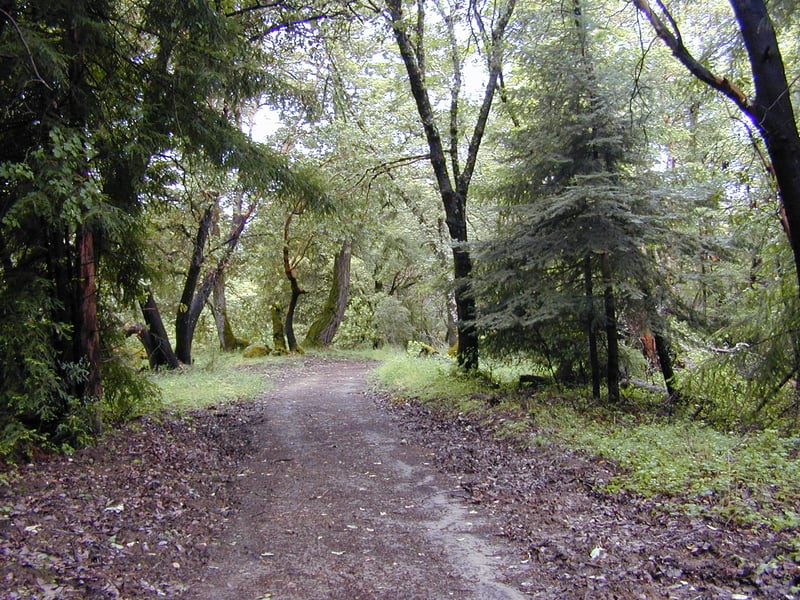 Mixed woods