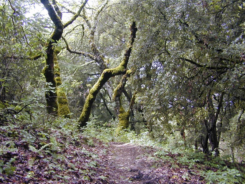 Moss-covered trunks