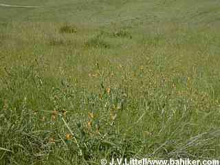 Fiddlenecks carpeting the hillside