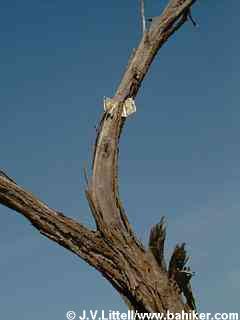 Dollar stuck in a tree photo