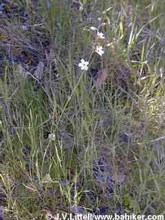 Woodland star photo