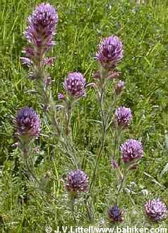 Owl's clover photo