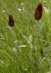 Crimson clover photo
