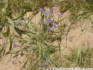 Blue-eyed grass photo